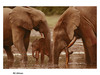 R C African
Posted on 27th May,2007 
02:51:27 PM
Average Rating=5.00