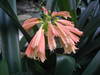 Flores ...
Posted on 30th Nov,2007 
11:33:47 PM
Average Rating=6.00