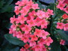 Flores ...
Posted on 30th Nov,2007 
11:33:47 PM
Average Rating=1.00