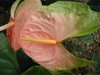 Flores ...
Posted on 30th Nov,2007 
11:33:47 PM
Average Rating=8.00