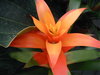 Flores ...
Posted on 30th Nov,2007 
11:33:47 PM
Average Rating=1.00