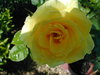 Flores ...
Posted on 30th Nov,2007 
11:33:47 PM
Average Rating=1.00