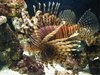 Pterois Volitans
Posted on 20th Mar,2017 
10:02:43 AM
Average Rating=8.00