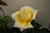 Rosa
Posted on 28th Apr,2007 
12:27:07 AM
Average Rating=1.00